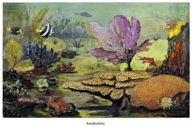 "Coral Fish" from Brehms Tierleben.

Biodiversity Heritage Library, Public domain via Flickr: https://flic.kr/p/2m7dWvL

Color and cropping edits.