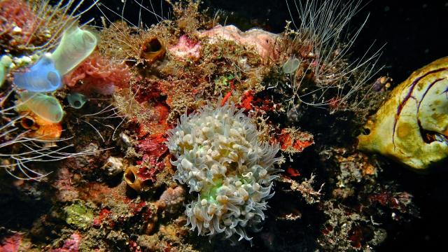"Bubble Coral (Plerogyra sinuosa) with extended tentacles."

Bernard DUPONT, CC BY-SA 2.0 via Flickr: https://flic.kr/p/dTmQwW