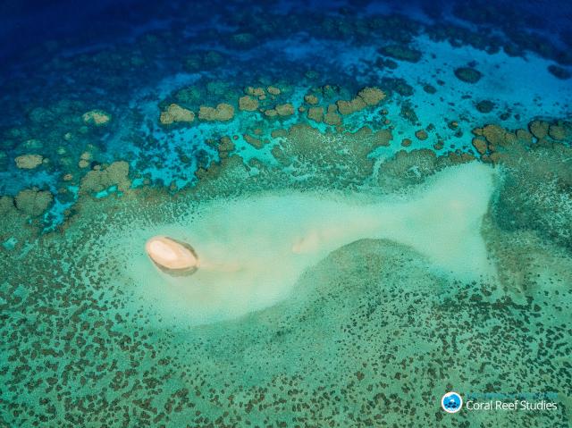 "The reef fish at Wheeler Reef, Great Barrier Reef, September 2018."

CoralCOE/Christopher Brunner, CC BY-ND 2.0 via Flickr: https://flic.kr/p/2copoTQ