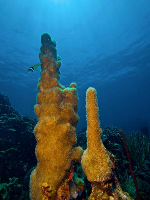 "Dendrogyra cylindrus (Pillar Coral)."

Nhobgood Nick Hobgood, CC BY-SA 3.0, via Wikimedia Commons.