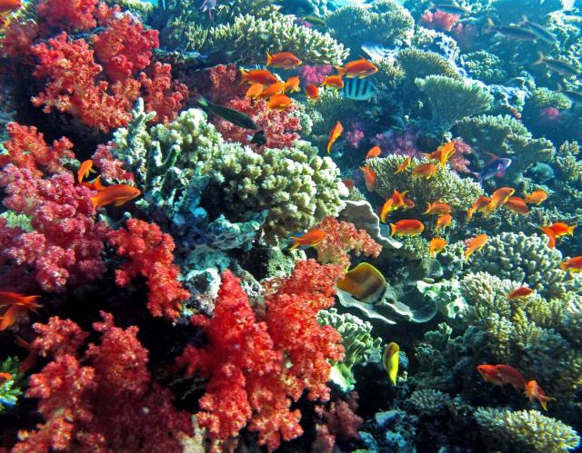 "Color Feast."

Lakshmi Sawitri, CC BY 2.0 via Flickr: https://flic.kr/p/at7jWc