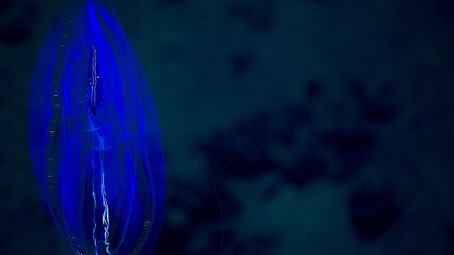 "A bright blue ctenophore."

NOAA Photo Library, CC BY 2.0 via Flickr: https://flic.kr/p/JwacWh

Color edits.