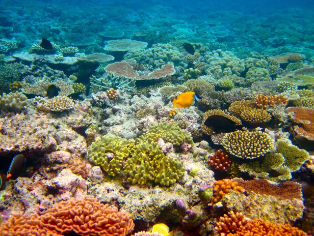 "The Great Barrier Reef."

Kyle Taylor, CC BY 2.0 via Flickr: https://flic.kr/p/8qMKX5