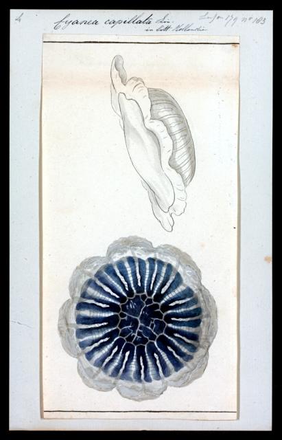 Cyanea capillata from "Iconographia Zoologica."

Special Collections of the University of Amsterdam, Public domain, via Wikimedia Commons. Color edits.