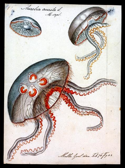 Aurelia aurita from "Iconographia Zoologica."

Special Collections of the University of Amsterdam, Public domain, via Wikimedia Commons. Color edits.