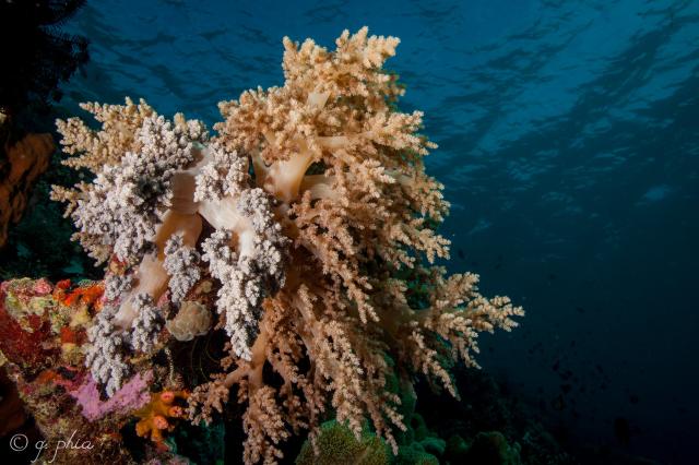 "Soft Corals, Trailblazer, Wakatobi, 2018."

q phia, CC BY 2.0 via Flickr: https://flic.kr/p/P39Zzc