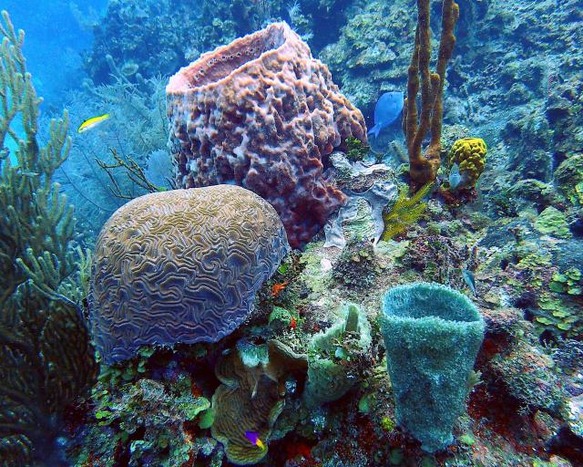 Underwater at Belize.

Adam, CC BY 2.0 via Flickr: https://flic.kr/p/DK6erB