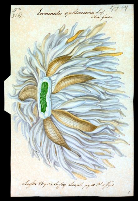 Eumenides ophiseocoma from "Iconographia Zoologica."

Special Collections of the University of Amsterdam, Public domain, via Wikimedia Commons. Color edits.