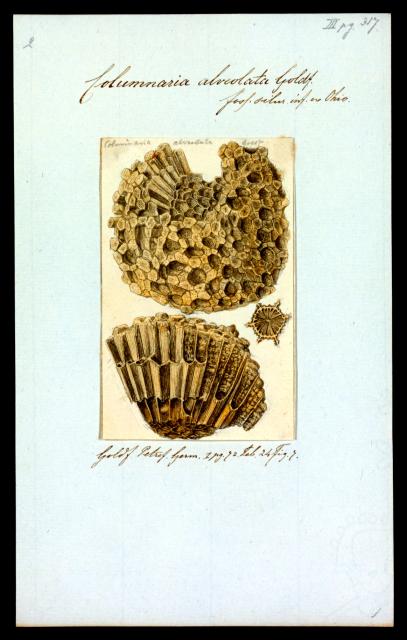 Columnaria alveolata from "Iconographia Zoologica."

Special Collections of the University of Amsterdam, Public domain, via Wikimedia Commons. Color edits.