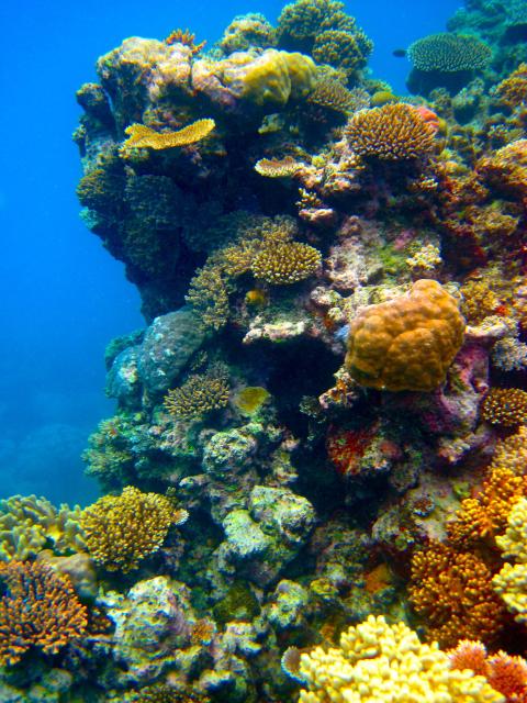 "The Great Barrier Reef."

Kyle Taylor, CC BY 2.0 via Flickr: https://flic.kr/p/8qMUXy