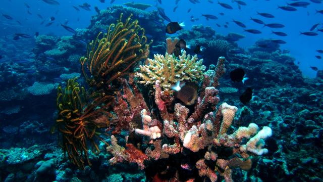 "Various Corals."

Ed Bierman, CC BY 2.0 via Flickr: https://flic.kr/p/cftCZW

Color edits.