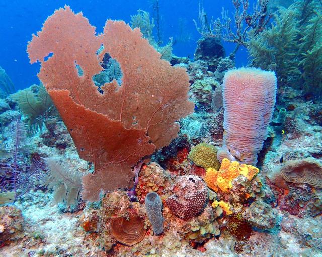 Underwater at Belize.

Adam, CC BY 2.0 via Flickr: https://flic.kr/p/DGVscu