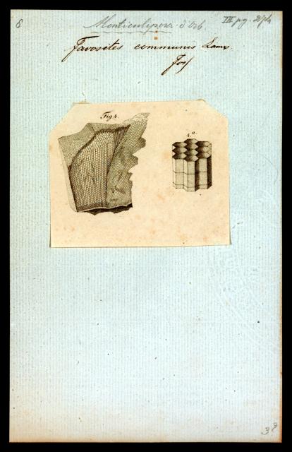 Favosites communis from "Iconographia Zoologica."

Special Collections of the University of Amsterdam, Public domain, via Wikimedia Commons. Color edits.