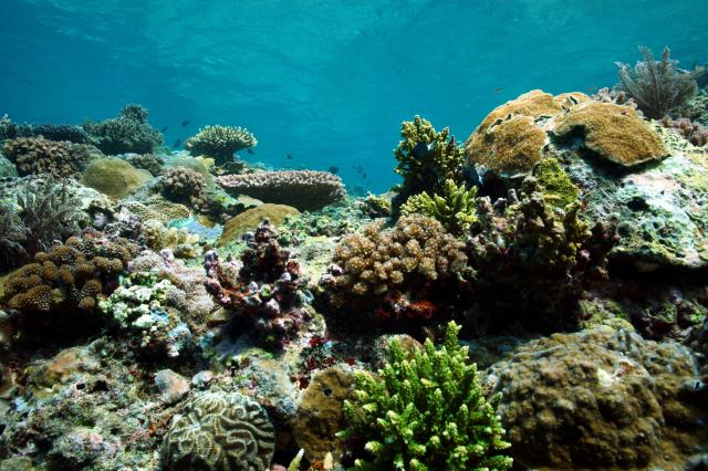 "Multitude of Corals, Cagayacillo."

q phia, CC BY 2.0 via Flickr: https://flic.kr/p/mFbGUg