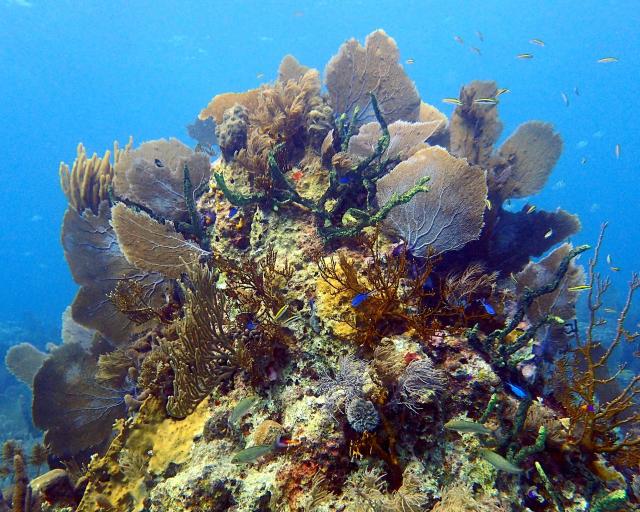 Underwater at Belize.

Adam, CC BY 2.0 via Flickr: https://flic.kr/p/Drgoob