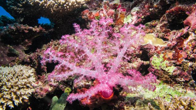 "Fiji Soft Corals."

Ed Bierman, CC BY 2.0 via Flickr: https://flic.kr/p/cfsyVG
