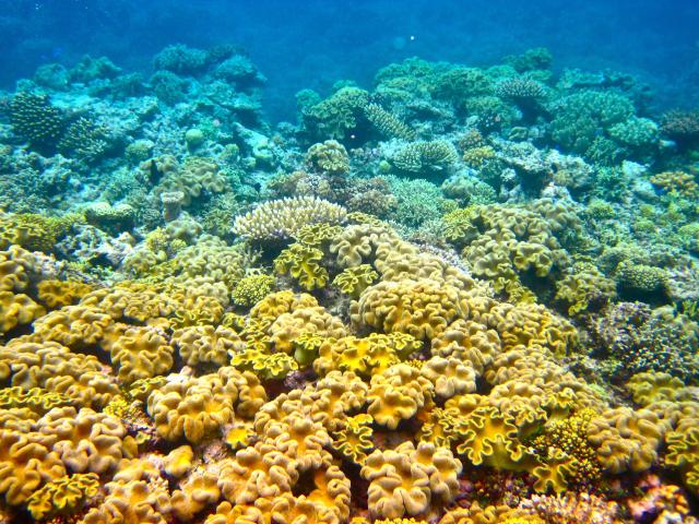 "The Great Barrier Reef."

Kyle Taylor, CC BY 2.0 via Flickr: https://flic.kr/p/8qJeE2