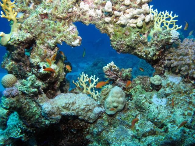 "Coral formation at Marsa Shouna, Red Sea, Egypt."

Derek Keats, CC BY 2.0 via Flickr: https://flic.kr/p/auBfSi