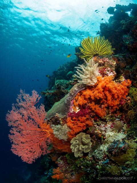 "Reef Bouquet."

Christian Gloor, CC BY 2.0 via Flickr: https://flic.kr/p/Y9TATE