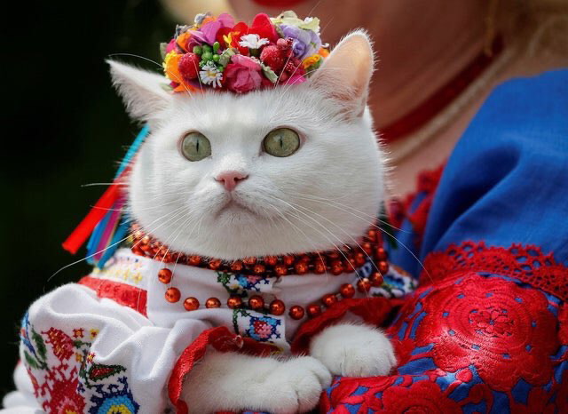 A white cat, with green eyes wearing traditional Ukrainian festival clothing, including a flower crown.￼