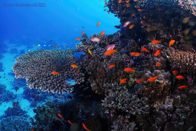 "Red Sea 2022."

Carlos Fernandez-Cid, carloscies, CC BY 2.0 via Flickr: https://flic.kr/p/2o1kEuz