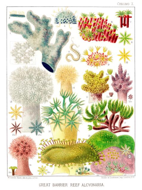 "Great Barrier Reef Alcyonaria" from "The Great Barrier Reef of Australia" (1893) by William Saville-Kent."

William Saville-Kent (1845–1908), Public domain, via Wikimedia Commons. Color edits.