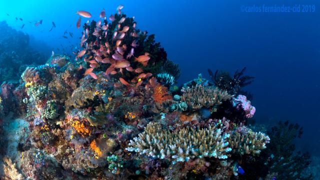 "Anilao 2019."

Carlos Fernandez-Cid, carloscies, CC BY 2.0 via Flickr: https://flic.kr/p/2gcFmHd