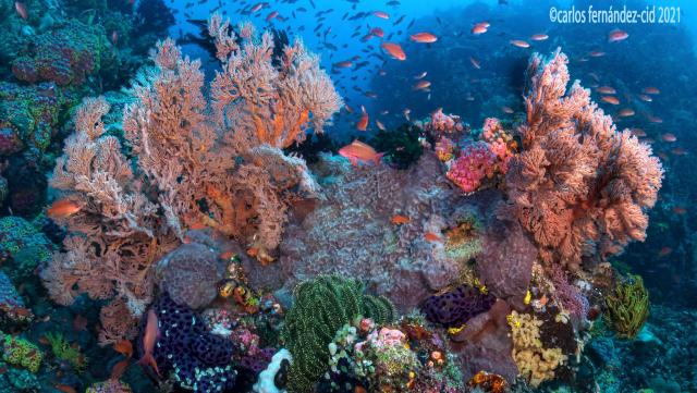 "Anilao 2021."

Carlos Fernandez-Cid, carloscies, CC BY 2.0 via Flickr: https://flic.kr/p/2ozWJph