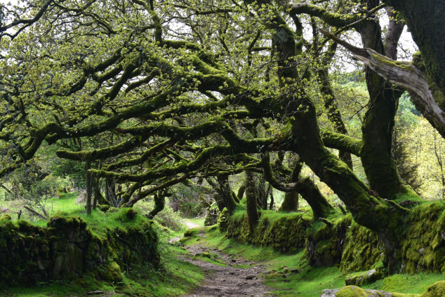 Oaks arching over a mossy wall