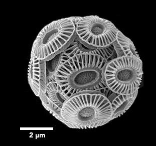 Scanning electron micrograph showing a spherical object covered scales with radiating spokes. A 2 micron scale bar indicates it is about 7 microns in diameter. Emiliania huxleyi is a common coccolithophorid.
