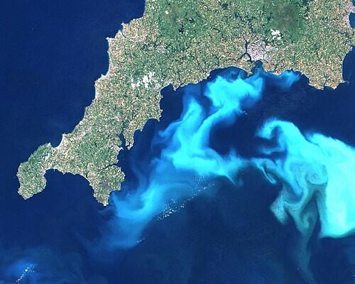 Satellite image of a bright white blue swirling bloom of algae against a dark blue ocean background. Swirls interact with the green headland.
Landsat image of a 1999 E. huxleyi bloom in the English Channel
https://en.m.wikipedia.org/wiki/Emiliania_huxleyi