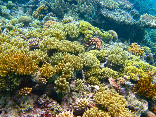 "The Great Barrier Reef."

Kyle Taylor, CC BY 2.0 via Flickr: https://flic.kr/p/8qMu1L