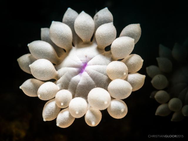 "Flowerpot coral / Goniopora spp."

Christian Gloor, CC BY 2.0 via Flickr: https://flic.kr/p/urg62f