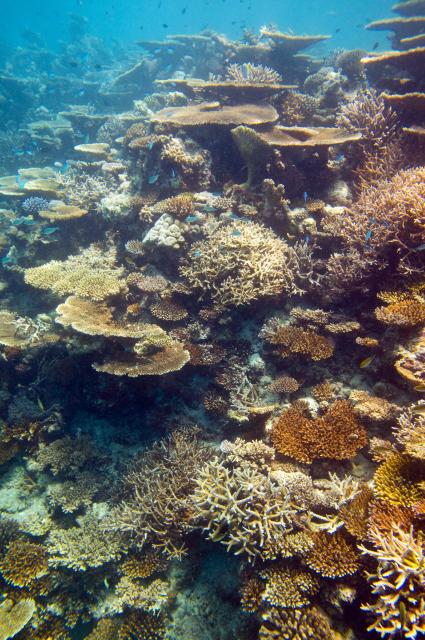 "Diving Maldives: Large Tabel coral garden (Acropora latistella)."

Mal B, CC BY-ND 2.0 via Flickr: https://flic.kr/p/bCTiLD