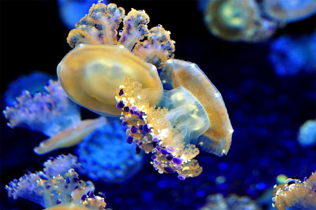"Mediterranean jellyfish."

Intandem, Public domain, via Wikimedia Commons. Color edits.