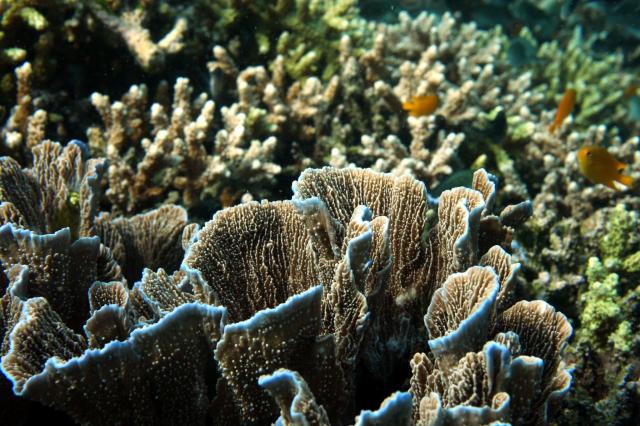 "Blue Tipped Corals, Diver's Heaven, Balicasag."

q phia, CC BY 2.0 via Flickr: https://flic.kr/p/mFc288