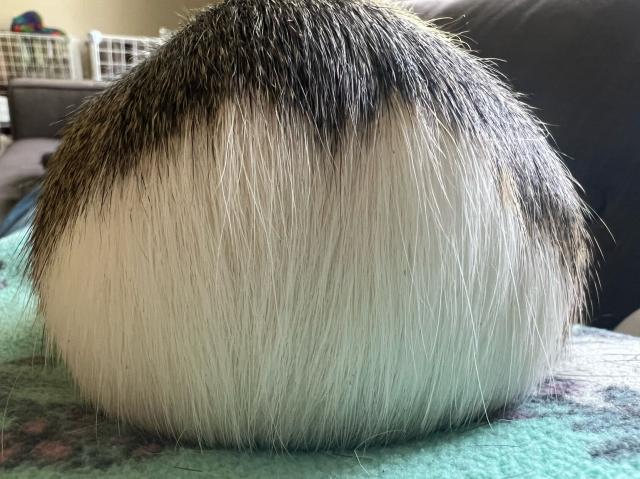Close up of a Guinea Pig butt.  White fur, some brown and grey too. Sitting on a turquoise fleece 