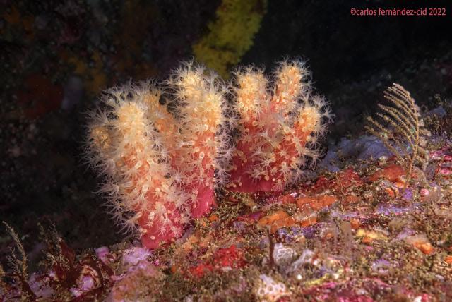 "Alcionium glomerulatum. Ría de Arosa."

Carlos Fernandez-Cid, carloscies, CC BY 2.0 via Flickr: https://flic.kr/p/2nEvTav