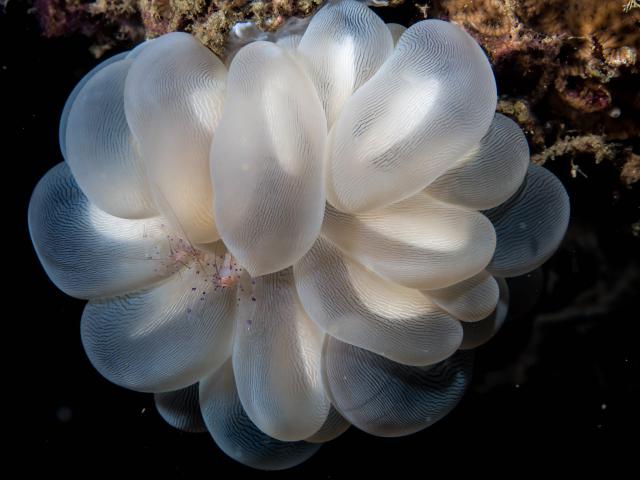"Bubble coral (Plerogyra) with Bubble Coral Shrimp (Vir philippinensis)."

Rickard Zerpe, CC BY-SA 2.0 via Flickr: https://flic.kr/p/Rzg2Jb