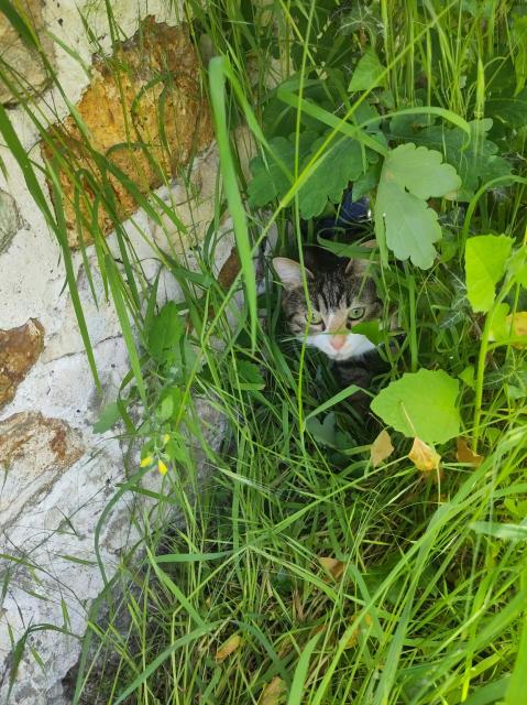 A cat mostly hidden in grass next to a stone wall, it is peeking out at something.