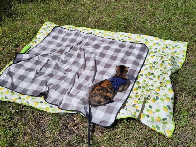 A cat in a harness laying on a picknick blanket in the sun.