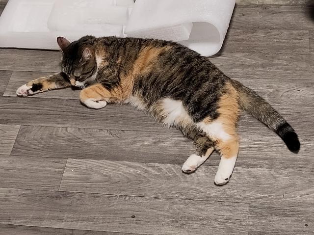 A cat asleep stretched out on a grey floor.