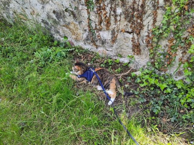 A cat wearing a harness laying on the ground next to a stone wall.