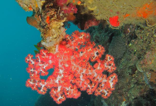 "Carnation Coral (Dendronephthya sp.)."

Bernard DUPONT, CC BY-SA 2.0 via Flickr: https://flic.kr/p/afGPuQ