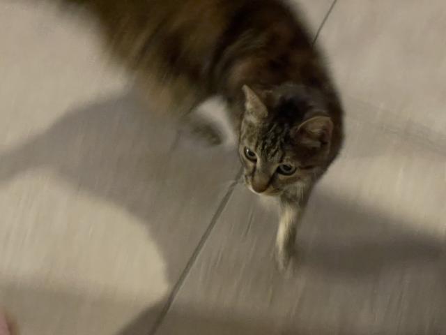 Blurry photo of a tabby cat