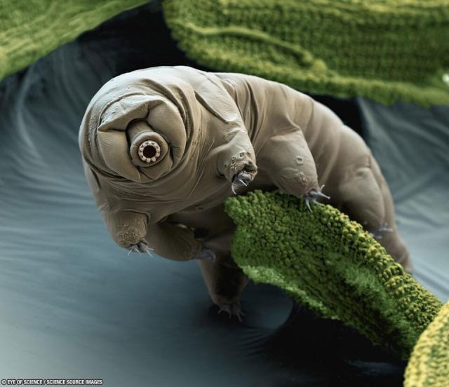 An usual looking creature is pictured which may appear alien but is actually a Earth-dwelling tardigrade. The tardigrade has no apparent eyes, a light brown body, a circular gear-like snout, and claws at the end of its numerous feet. The tardigrade is seen perched on green moss.