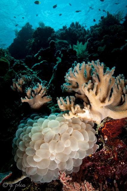 "Bubble Coral, Spiral Corner, Wakatobi."

q phia, CC BY 2.0 via Flickr: https://flic.kr/p/2cNmm2g