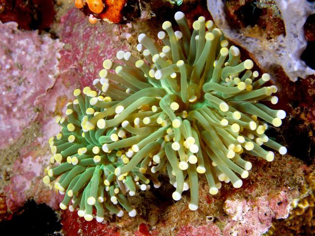 "Euphyllia glabrescens (Hard coral) with polyps extended."

Nhobgood Nick Hobgood, CC BY-SA 3.0, via Wikimedia Commons.