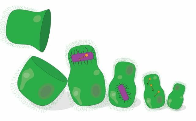 Viruses, bacteria and phages depicted as nesting dolls. Viruses thrive within hosts, that often have hosts of their own. Acknowledging this host nestedness in experimental designs and theory development may reveal the full spectrum of interactions in the virosphere. Image credit: Stephanie D. Jurburg and Erik F.Y. Hom.
