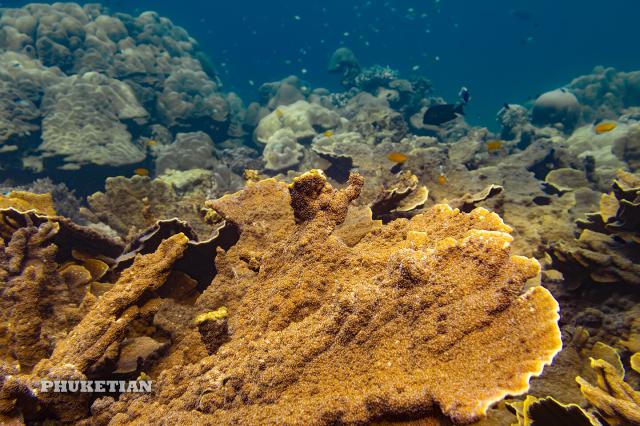 "Coral Reef of the Surin Islands, Thailand, Indian Ocean."

Phuket@photographer.net, CC BY 2.0 via Flickr: https://flic.kr/p/Tngb39